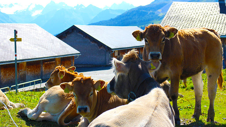 Einige der 70 Kühe auf der Alp