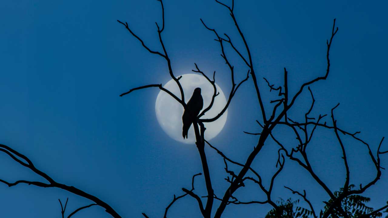 Silhouette eines Vogels, der nachts im Geäst eines Baums sitzt