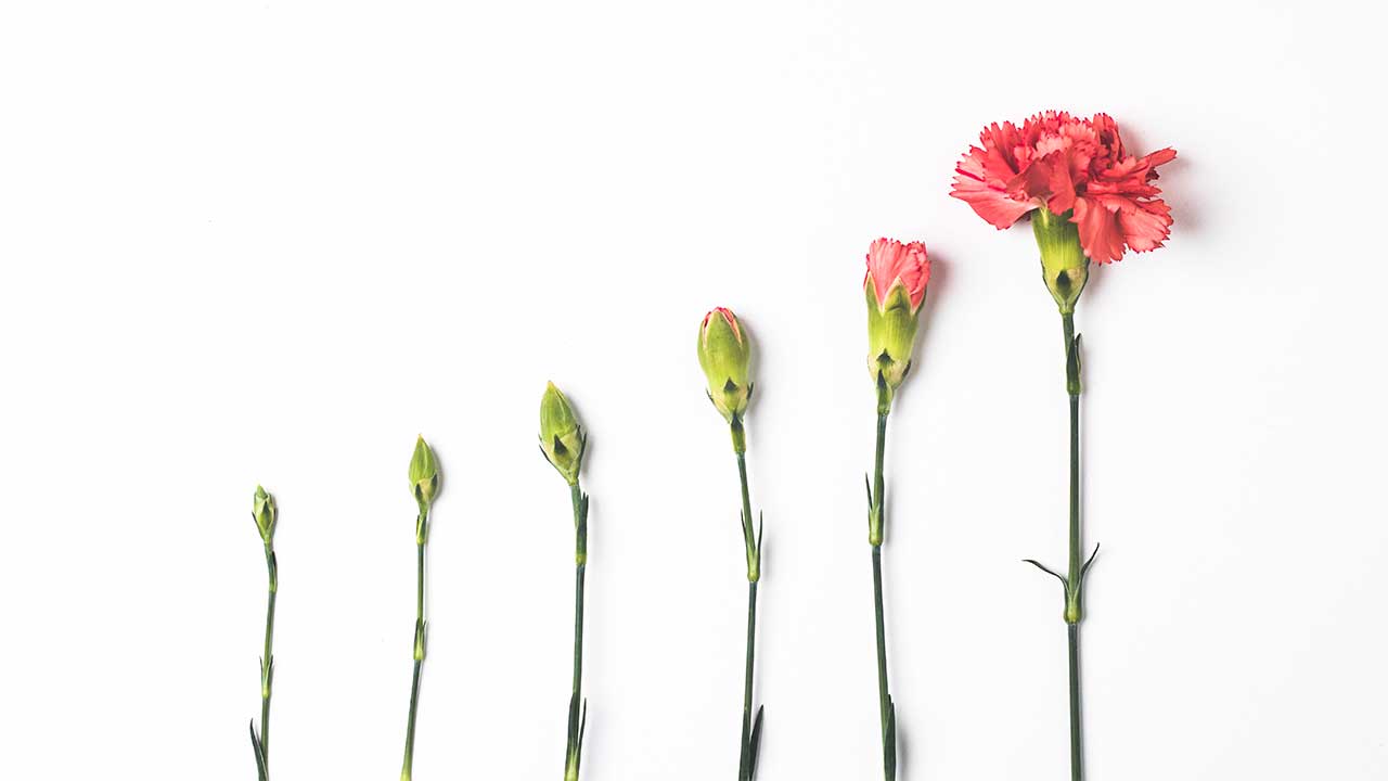 sechs verschiedene Wachstumsphasen einer Blume