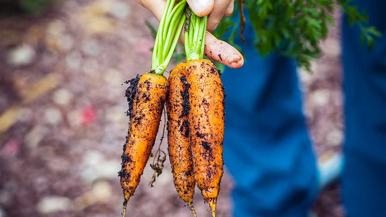 Hand mit aus der Erde gezogenen Karotten