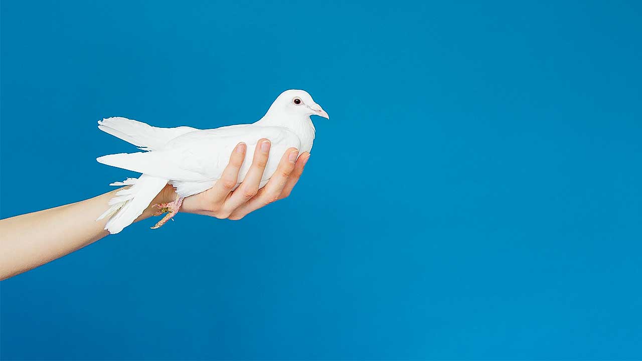 Taube in einer Hand als Symbol des Friedens