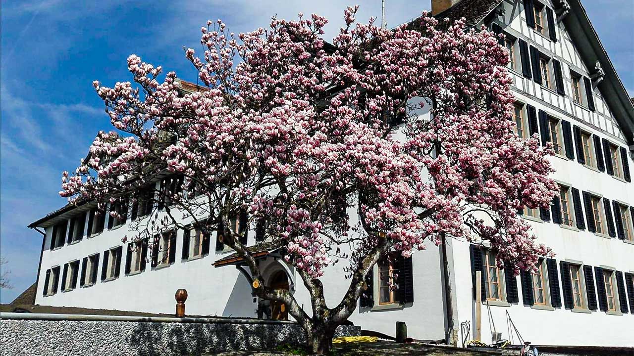 blühender Baum vor dem Kloster Kappel im April 2019