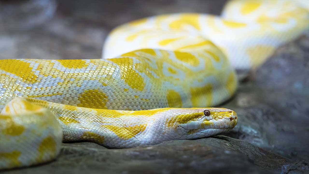Python-Schlange in einem Zoo in Lissabon, Portugal