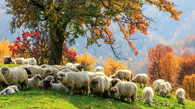 Schafe an einem sicheren Ort