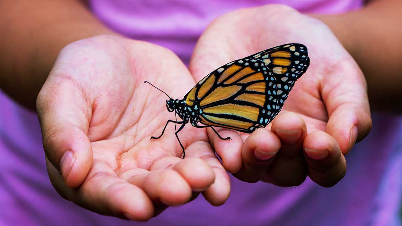 Schmetterling auf einem Händepaar