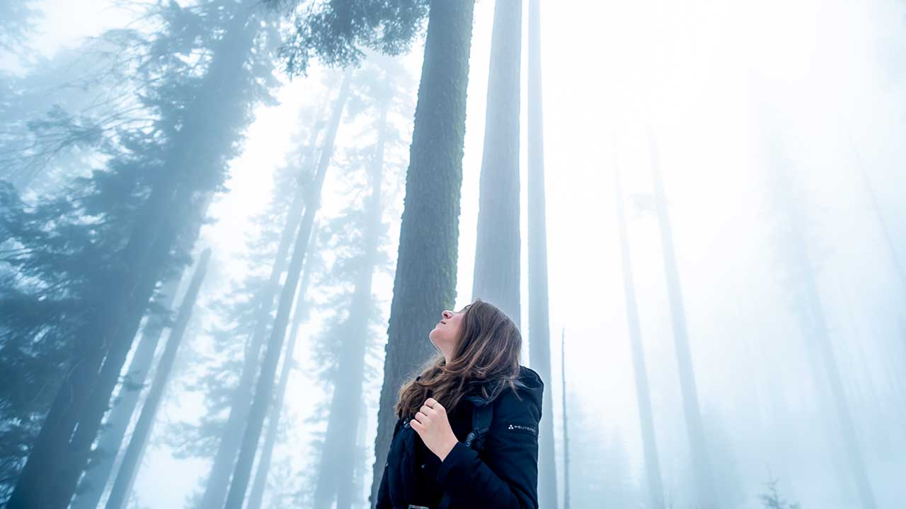 Frau blickt in einem Wald zu Bäumen hoch