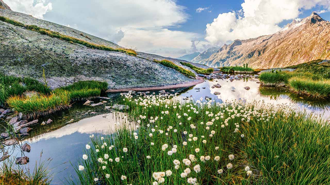 Gewässer und Blumen auf dem Grimselpass in Obergoms Wallis