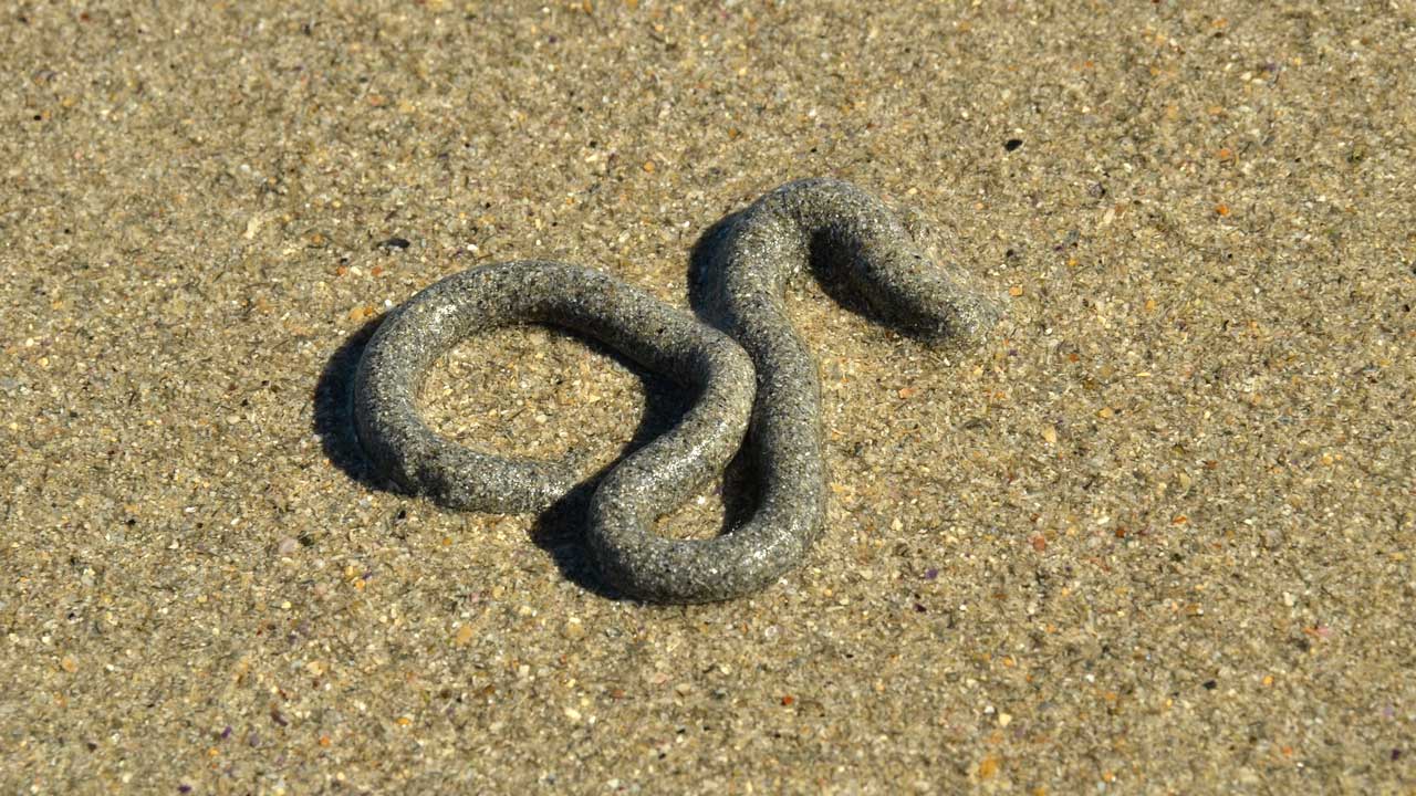 Wattenwurm im Sand