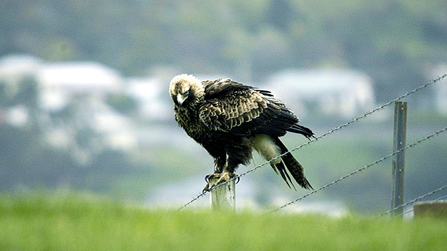 Adler auf Zaun