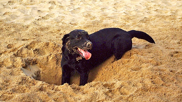 Hund gräbt